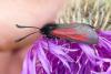 Zygaena purpuralis
